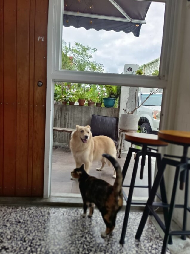 388529.jpg - 【花蓮市區】寵物友善甜點店。5+商行擺盤超美+食材超優秀+甜點無敵好吃+超友善動物