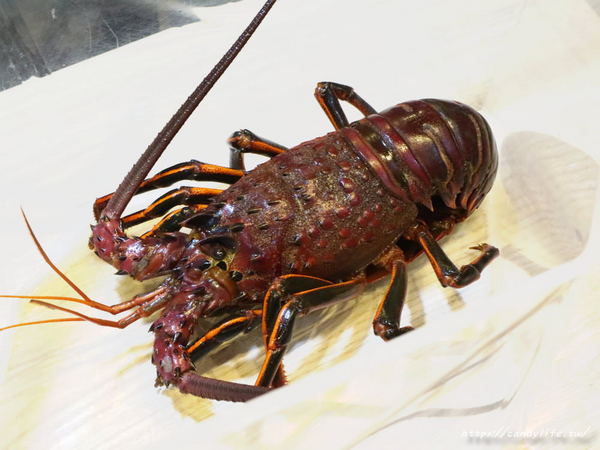 春花秋實 海鮮和牛鍋物：台中美食│春花秋實海鮮和牛鍋物〃頂級鍋物推薦!!活體海鮮入料，食材新鮮又實在，雙人套餐超澎湃～