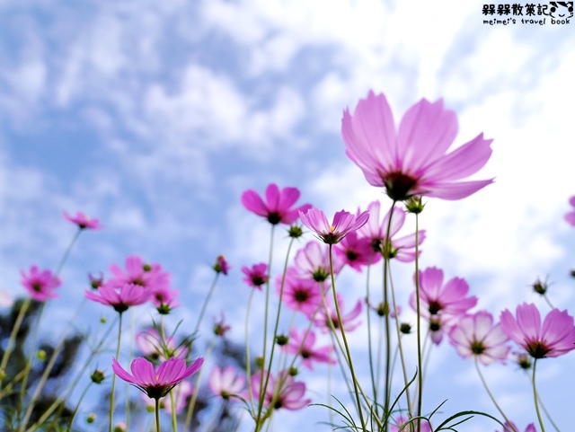 2016士林官邸菊展「菊世聞名」 2016士林官邸菊展「菊世聞名」