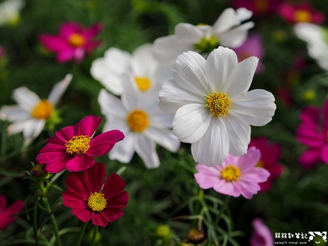 2016士林官邸菊展「菊世聞名」 2016士林官邸菊展「菊世聞名」