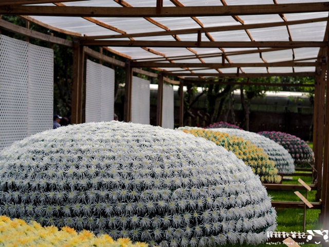 2016士林官邸菊展「菊世聞名」 2016士林官邸菊展「菊世聞名」