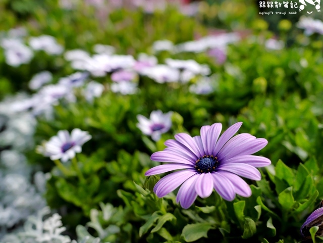 2016士林官邸菊展「菊世聞名」 2016士林官邸菊展「菊世聞名」