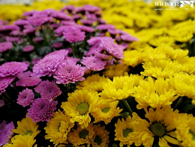 2016士林官邸菊展「菊世聞名」 2016士林官邸菊展「菊世聞名」