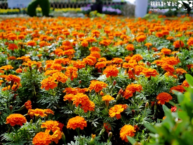 2016士林官邸菊展「菊世聞名」 2016士林官邸菊展「菊世聞名」