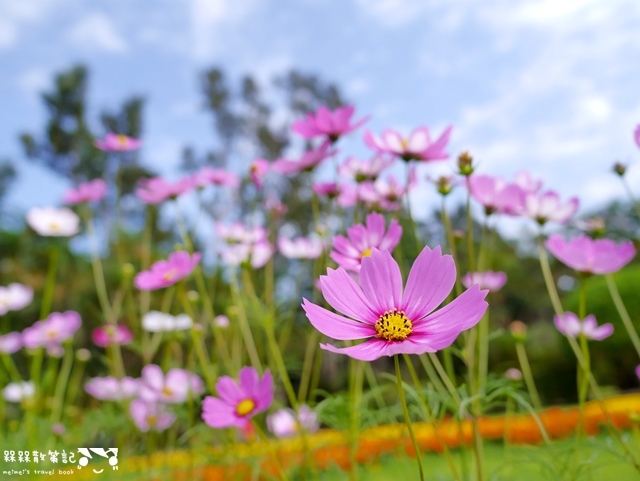 2016士林官邸菊展「菊世聞名」 2016士林官邸菊展「菊世聞名」