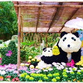 2014菊花展 2014菊花展