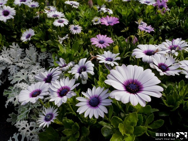 2016士林官邸菊展「菊世聞名」 2016士林官邸菊展「菊世聞名」