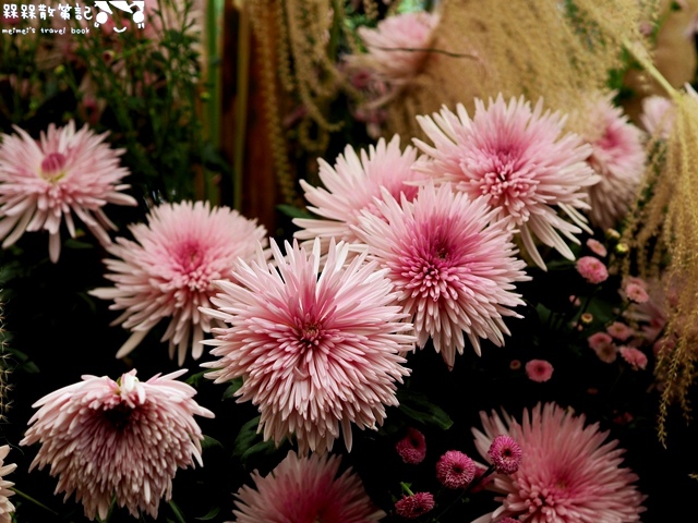 2016士林官邸菊展「菊世聞名」 2016士林官邸菊展「菊世聞名」