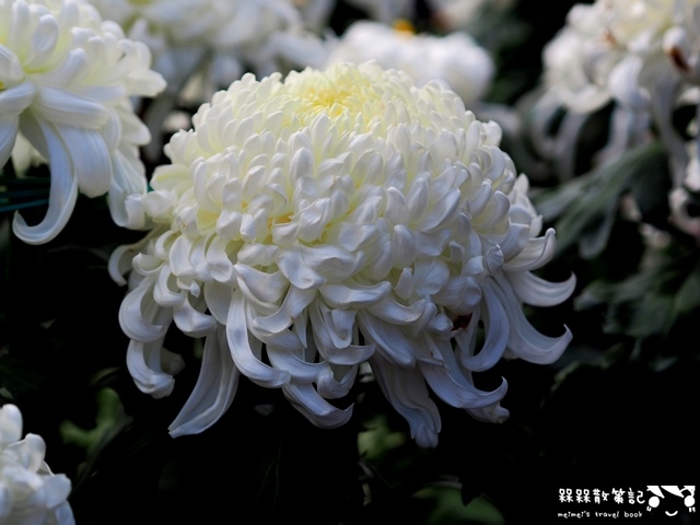 2016士林官邸菊展「菊世聞名」 2016士林官邸菊展「菊世聞名」