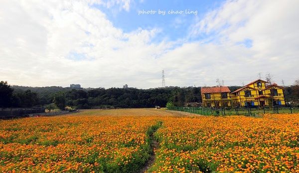 大溪農地花海-17.JPG