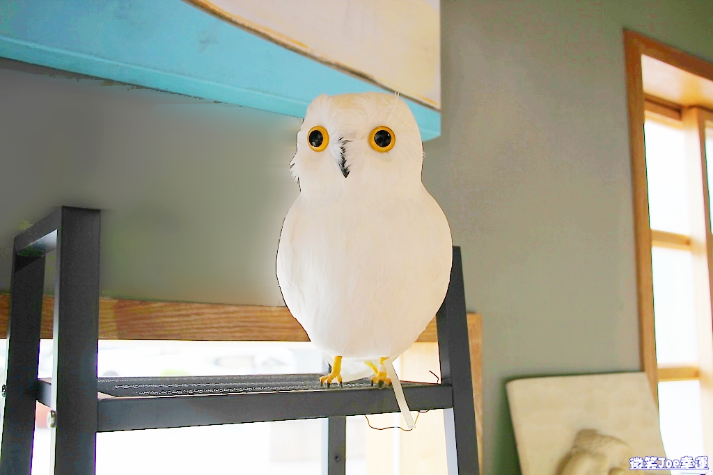 南屯|台中日式風格輕食咖啡館,想與熱門彷真貓頭鷹拍照來這就對了! - 微笑Joe幸運