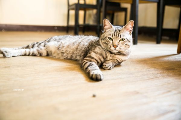 [吃喝]老屋之間話家常，媽寶來了～BETWEEN BRUNCH。