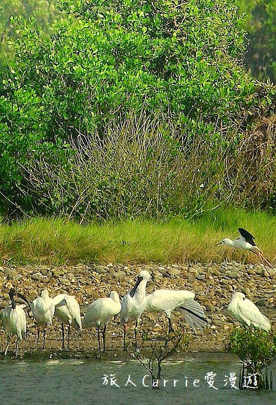 高雄永安品魚鹽之道一日漁夫輕旅行智慧旅遊【高雄旅遊】~蘇班長安心石斑 鑽石沙灣夕陽+龍膽石斑盛宴AR菜單 鑽石魚燈 彩鹽草蜢DIY