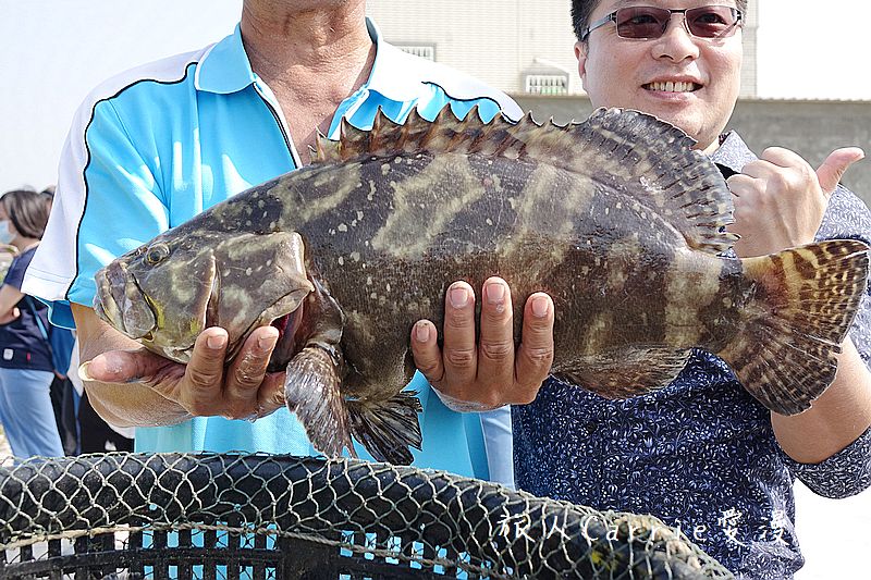 高雄永安品魚鹽之道一日漁夫輕旅行智慧旅遊【高雄旅遊】~蘇班長安心石斑 鑽石沙灣夕陽+龍膽石斑盛宴AR菜單 鑽石魚燈 彩鹽草蜢DIY
