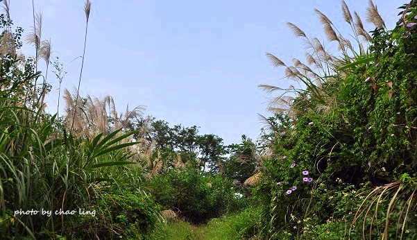 鶯歌幸福步道-25.JPG - 2016秋之豔