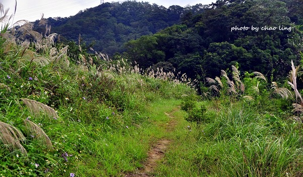 鶯歌幸福步道-29.JPG - 2016秋之豔