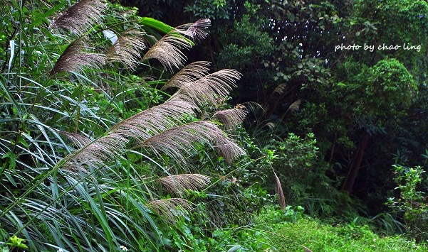 鶯歌幸福步道-31.JPG - 2016秋之豔