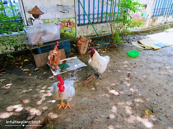 北園國小4.jpg 北園國小4.jpg