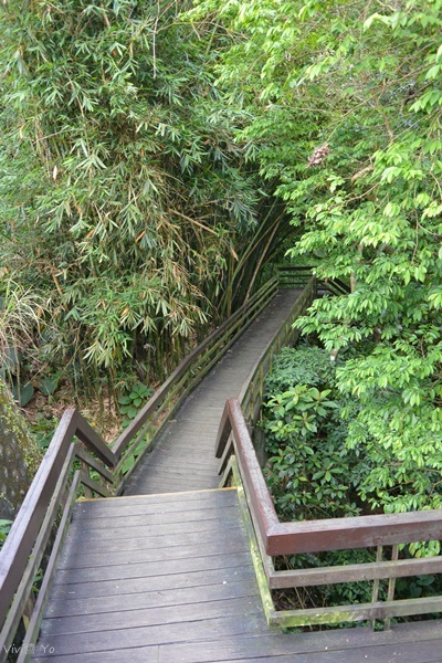 *台北土城* 桐花公園~無緣看到健康的桐花