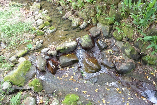 *台北土城* 桐花公園~無緣看到健康的桐花