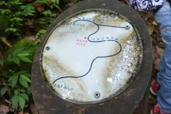 *台北土城* 桐花公園~無緣看到健康的桐花