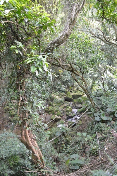 *台北土城* 桐花公園~無緣看到健康的桐花