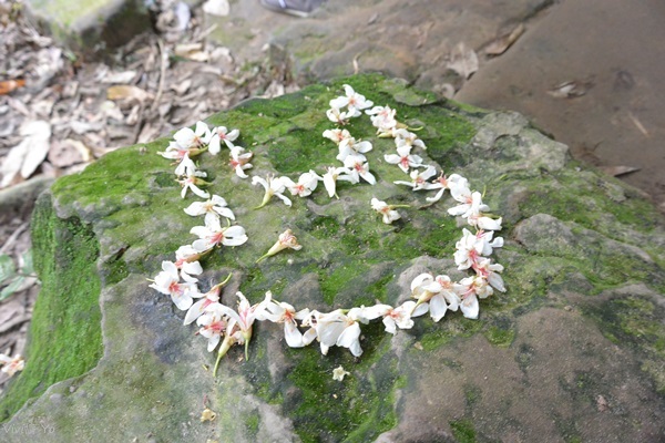 *台北土城* 桐花公園~無緣看到健康的桐花