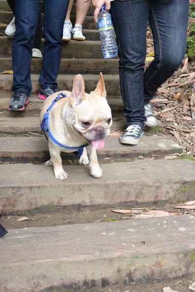 *台北土城* 桐花公園~無緣看到健康的桐花