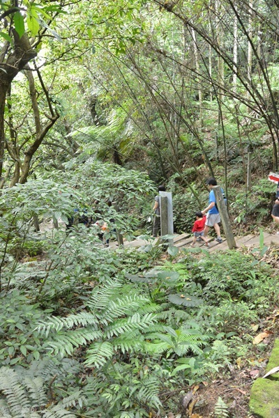 *台北土城* 桐花公園~無緣看到健康的桐花