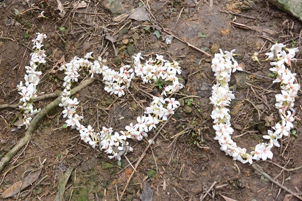 *台北土城* 桐花公園~無緣看到健康的桐花