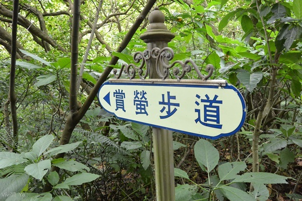 *台北土城* 桐花公園~無緣看到健康的桐花