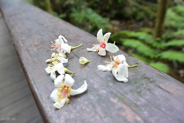 *台北土城* 桐花公園~無緣看到健康的桐花