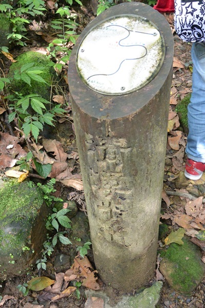 *台北土城* 桐花公園~無緣看到健康的桐花