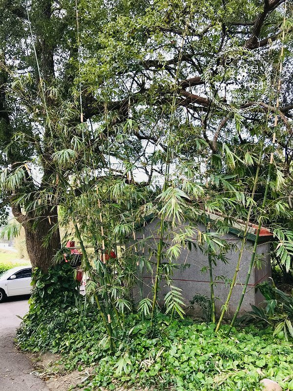 秀才步道｜老少咸宜，第一次登山就上手！櫻花芒草落羽松，四季美景交替，制高點輕鬆GET！ @魚兒 x 牽手明太子的「視」界旅行