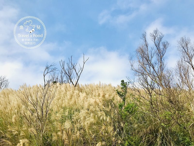 秀才步道｜老少咸宜，第一次登山就上手！櫻花芒草落羽松，四季美景交替，制高點輕鬆GET！ @魚兒 x 牽手明太子的「視」界旅行