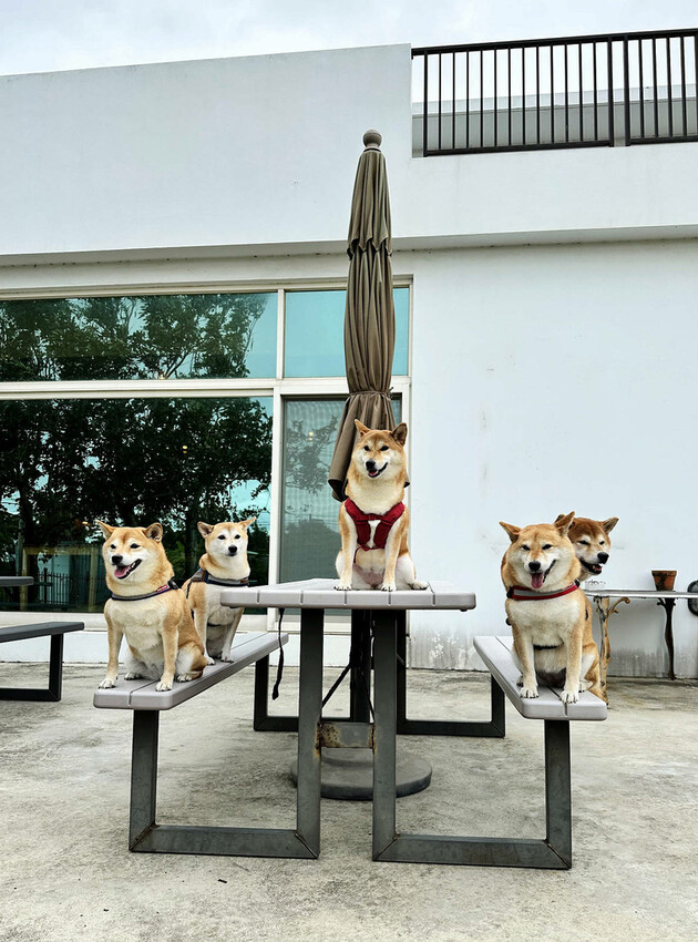 Deer Nana Cafe，新竹寵物友善餐廳推薦，有一大片