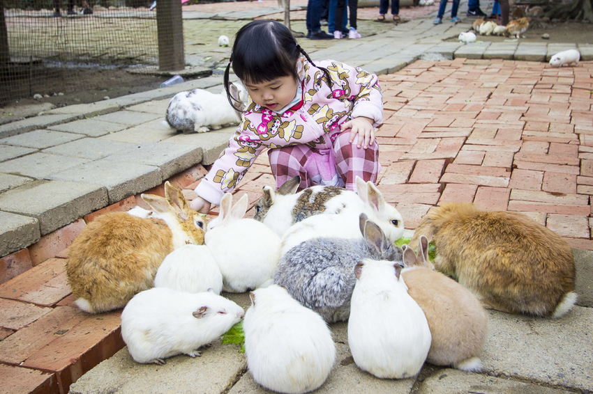 【台中親子景點】石岡景點｜兔樂園｜京葉休閒馬場～超過200隻兔子近距離餵食，假日加碼鴕鳥互動
