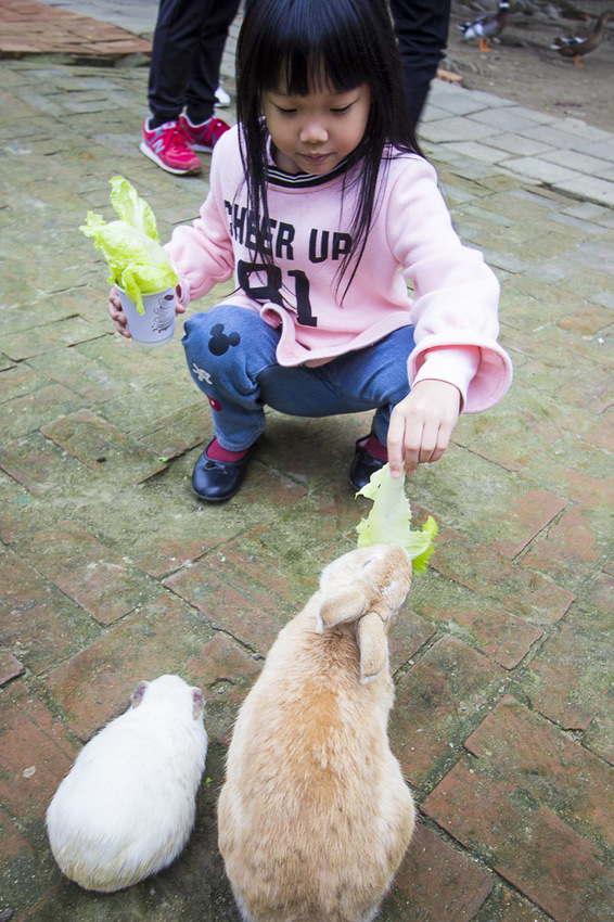 【台中親子景點】石岡景點｜兔樂園｜京葉休閒馬場～超過200隻兔子近距離餵食，假日加碼鴕鳥互動