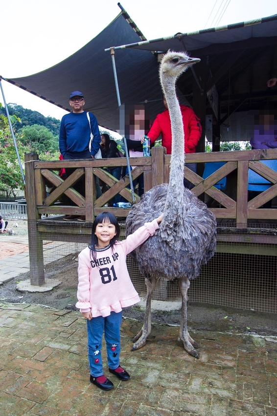 【台中親子景點】石岡景點｜兔樂園｜京葉休閒馬場～超過200隻兔子近距離餵食，假日加碼鴕鳥互動
