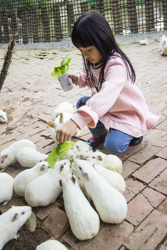 【台中親子景點】石岡景點｜兔樂園｜京葉休閒馬場～超過200隻兔子近距離餵食，假日加碼鴕鳥互動