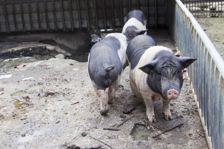 【台中親子景點】石岡景點｜兔樂園｜京葉休閒馬場～超過200隻兔子近距離餵食，假日加碼鴕鳥互動