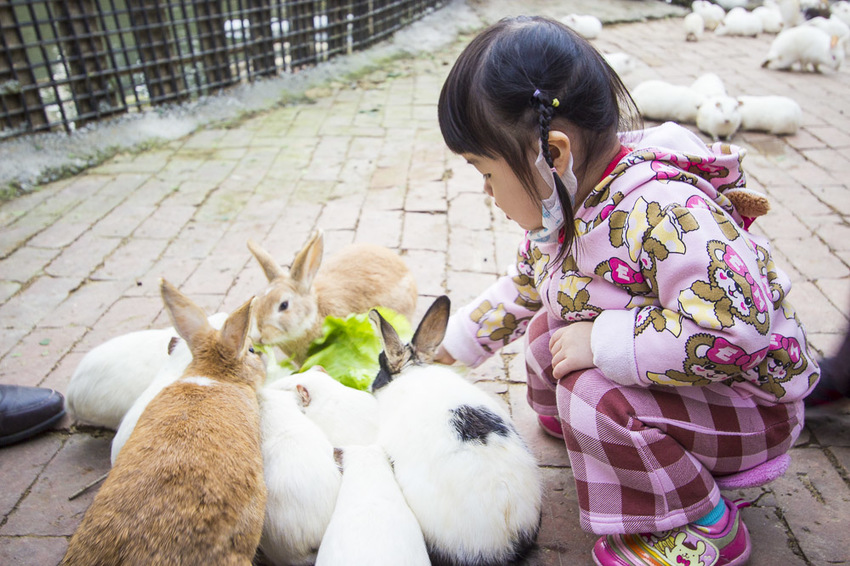 【台中親子景點】石岡景點｜兔樂園｜京葉休閒馬場～超過200隻兔子近距離餵食，假日加碼鴕鳥互動