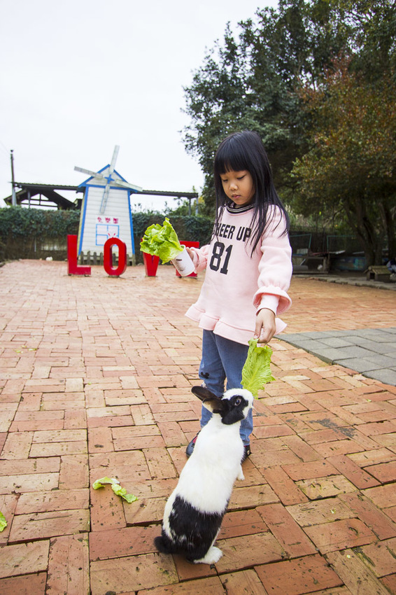 【台中親子景點】石岡景點｜兔樂園｜京葉休閒馬場～超過200隻兔子近距離餵食，假日加碼鴕鳥互動