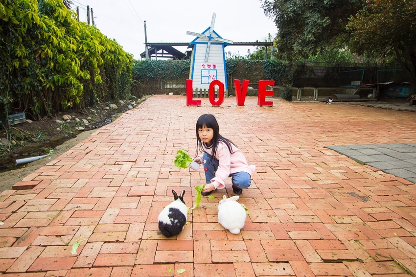 【台中親子景點】石岡景點｜兔樂園｜京葉休閒馬場～超過200隻兔子近距離餵食，假日加碼鴕鳥互動