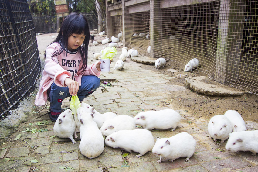 【台中親子景點】石岡景點｜兔樂園｜京葉休閒馬場～超過200隻兔子近距離餵食，假日加碼鴕鳥互動