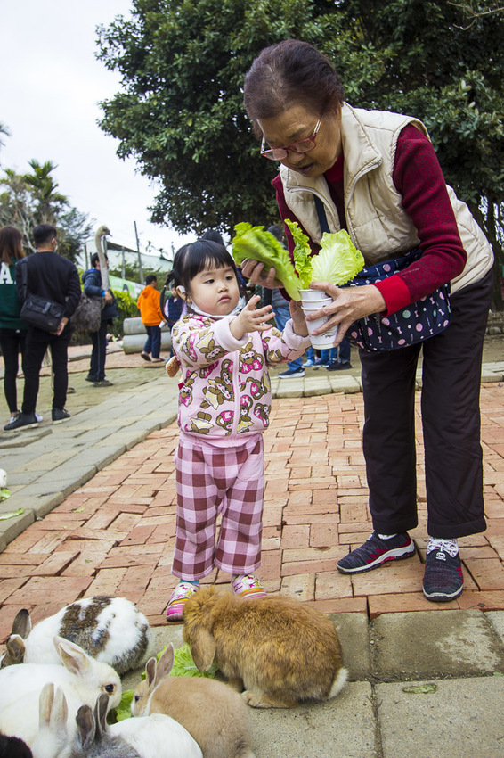 【台中親子景點】石岡景點｜兔樂園｜京葉休閒馬場～超過200隻兔子近距離餵食，假日加碼鴕鳥互動