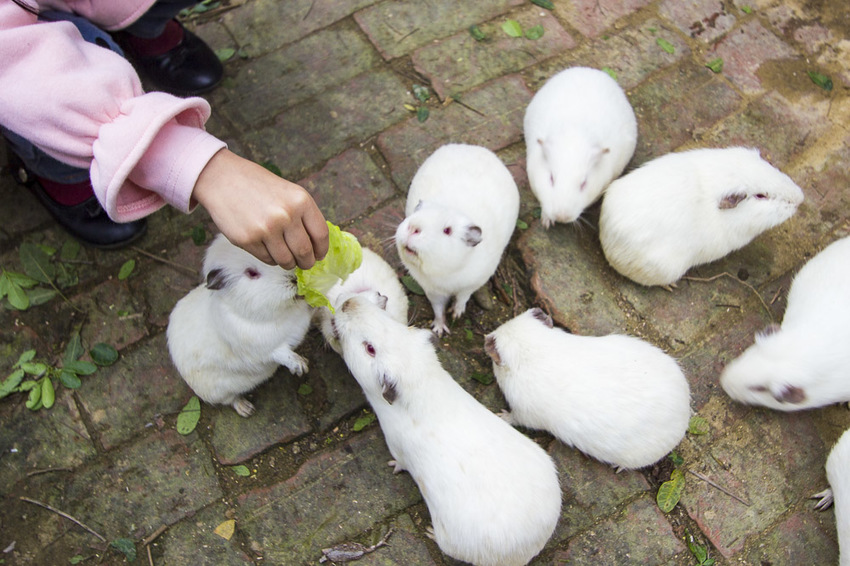 【台中親子景點】石岡景點｜兔樂園｜京葉休閒馬場～超過200隻兔子近距離餵食，假日加碼鴕鳥互動