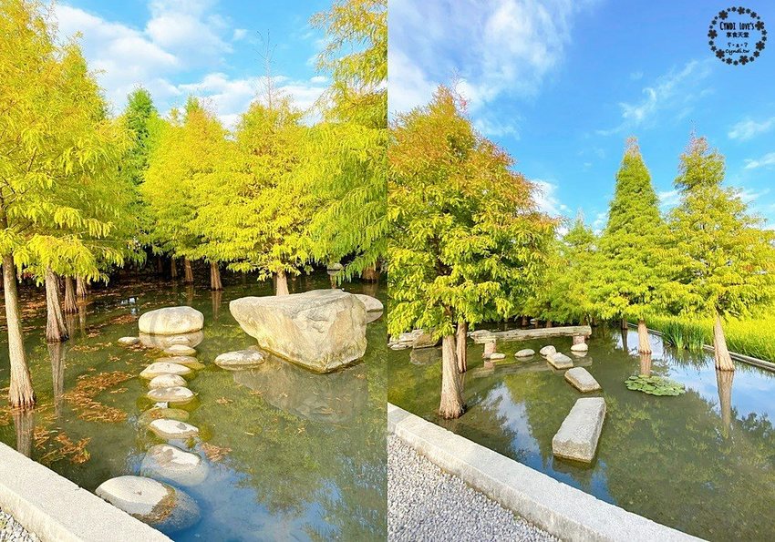 2020泰安落羽松祕境，泰安國小旁，秋季落羽松季節 - Cyndi loves享食天堂