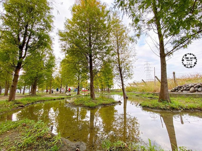 2020泰安落羽松祕境，泰安國小旁，秋季落羽松季節 - Cyndi loves享食天堂