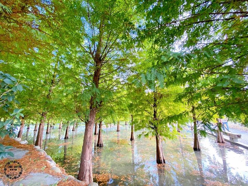 2020泰安落羽松祕境，泰安國小旁，秋季落羽松季節 - Cyndi loves享食天堂